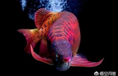 红龙喂什么鱼:自己抓的小鱼能不能喂红龙 印尼红龙鱼