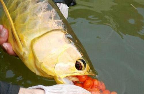 红龙鱼繁殖:印尼大湖红龙品质怎么样 印尼红龙鱼