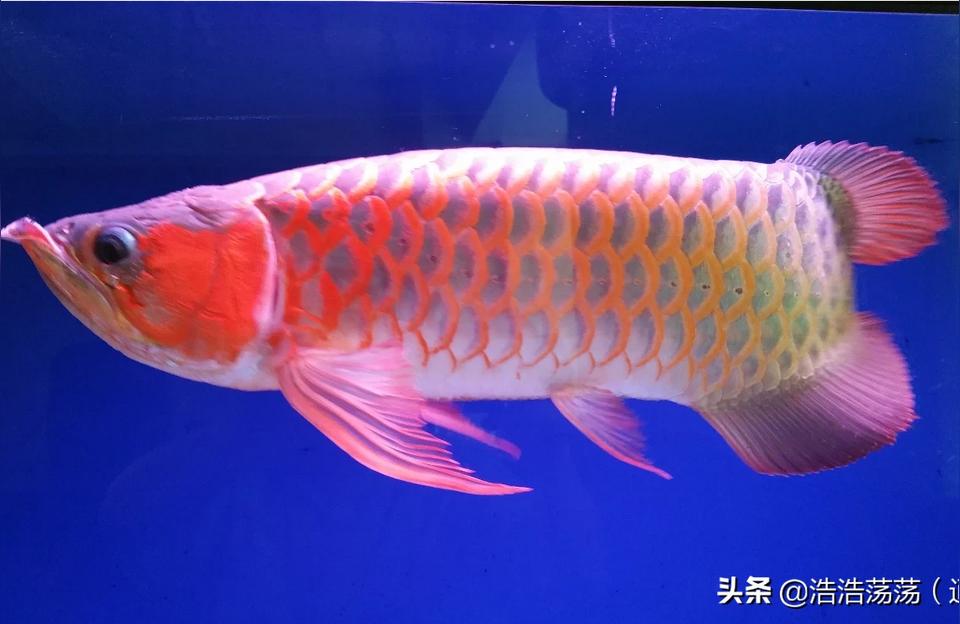 红龙配鱼:龙鱼配什么鱼最上档次 印尼红龙鱼