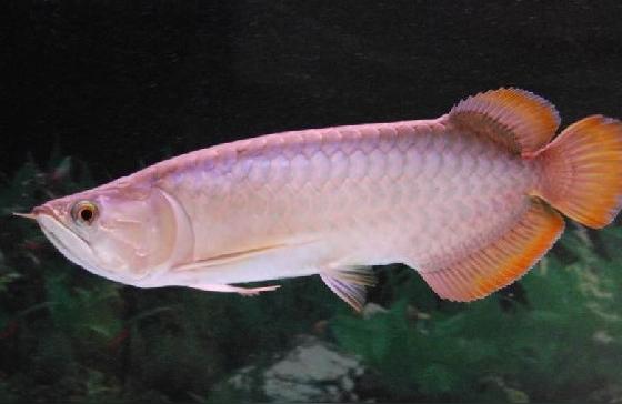 号半红龙鱼:野生红龙鱼生长环境