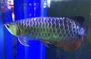 红龙鱼立鳞:龙鱼鱼鳞张开是怎么回事 印尼红龙鱼
