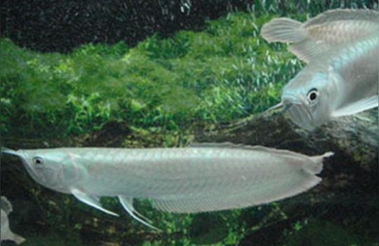 银龙鱼鱼苗批发:银龙鱼幼苗水温要求