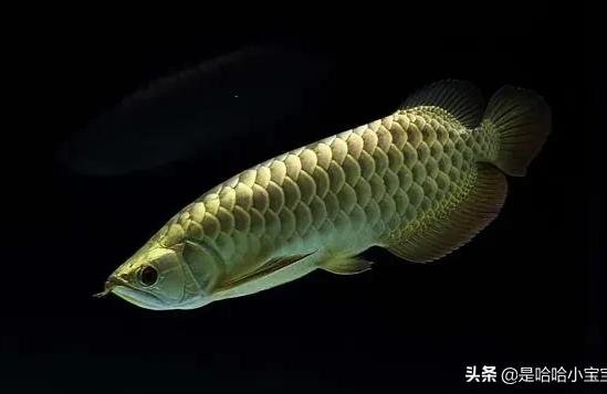 金龙鱼品种:金色淡水鱼品种 大湖红龙鱼