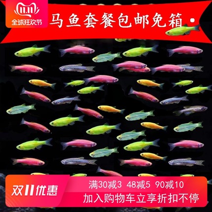 翡翠斑马鱼:翡翠斑马养殖方法 小型观赏鱼
