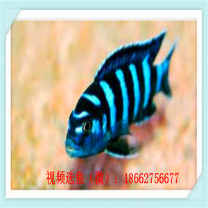 蓝斑马鱼:翡翠斑马鱼介绍 小型观赏鱼