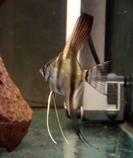 秘鲁神仙鱼鱼:为什么我家的神仙鱼要吃到自己的鱼蛋呢