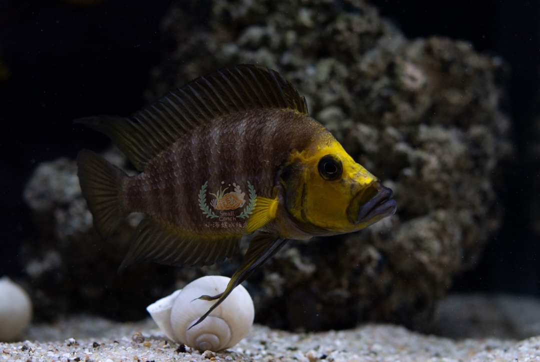 特大种鱼金波子鱼:关于热带鱼的混养