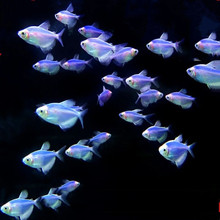 红天使鱼:为什么天使鱼不能和曼龙鱼混养 小型观赏鱼