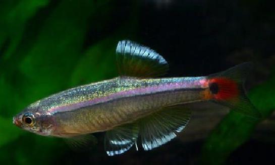 红金丝鱼:红金丝鱼与黄金丝鱼哪个好 小型观赏鱼