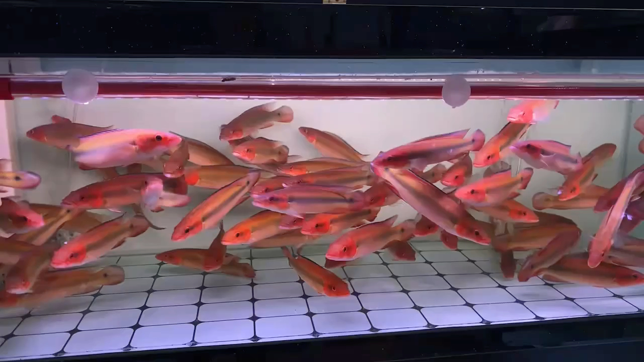 胭脂孔雀龙鱼《亚马逊十大观赏鱼》