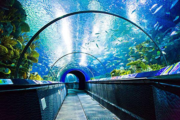 北京哪里有水族馆（店）-北京水族馆和上海水族馆哪个好