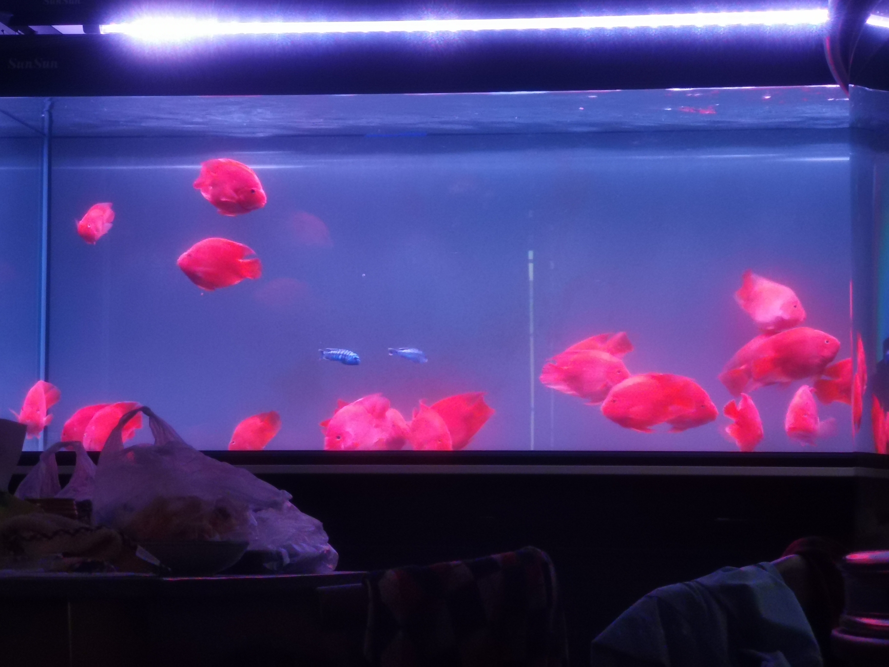 沈阳观赏鱼市场鹦鹉鱼用什么灯发色好照的红 鹦鹉鱼