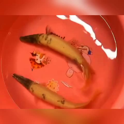内江水族馆鱼缸内有蛋白虫怎么样解决