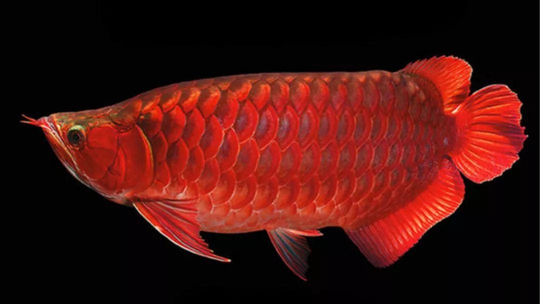红龙鱼:广东叫红龙是什么鱼 龙鱼百科