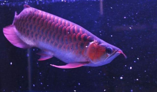 最贵红龙鱼:哪个品种的龙鱼最贵 龙鱼百科