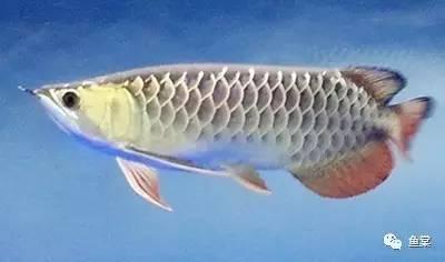 极品金龙鱼:创造与魔法虎皮鲨极品资质 龙鱼百科