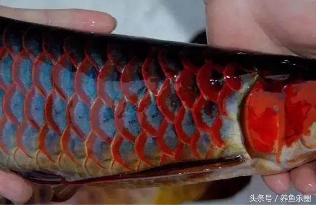 红龙鱼大概多少钱:红龙鱼成熟期