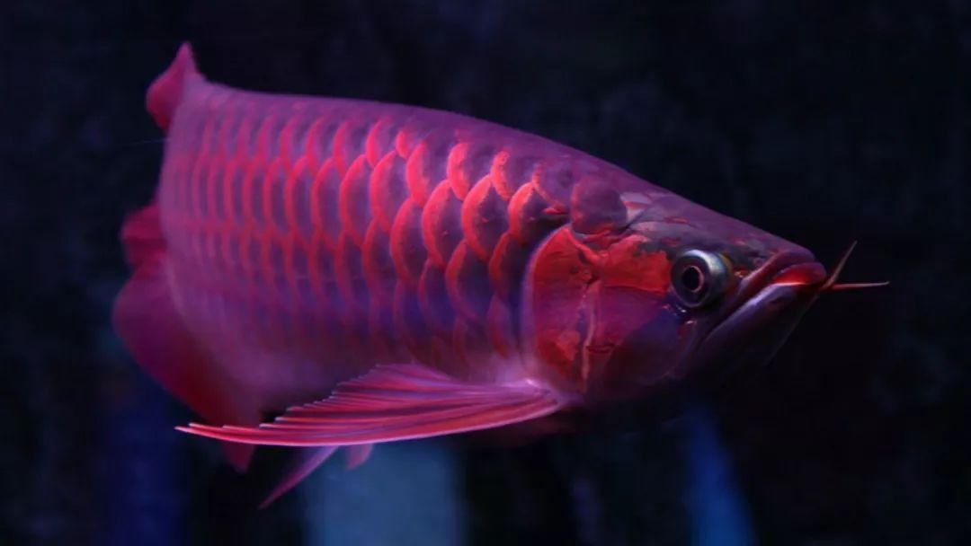 60公分红龙鱼多少钱:金龙一年能长多大