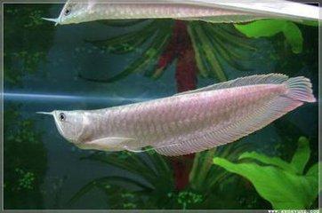 金龙鱼和银龙鱼的区别:有种鱼叫龙什么的鱼是什么鱼