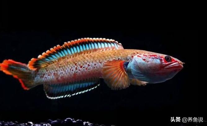 红龙鱼怎么养方法介绍:养的红龙鱼吃食不猛是怎么回事