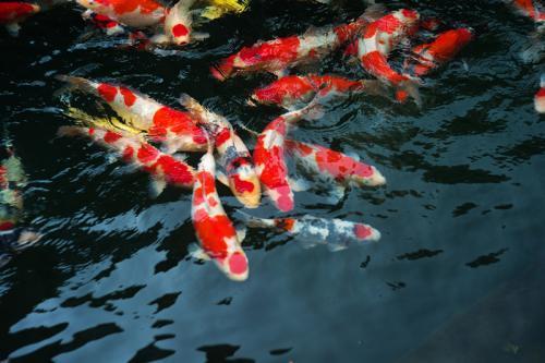 红龙鱼的正确饲养方法:印尼辣椒红龙鱼怎么养