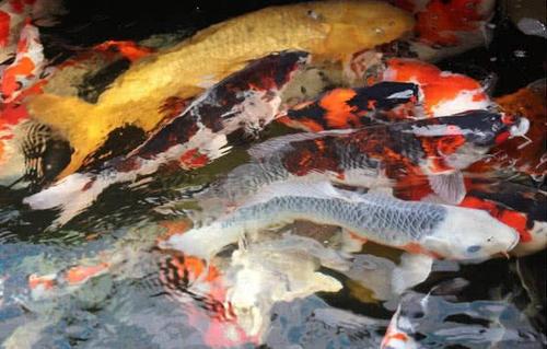 红龙鱼寿命:金龙鱼生长周期详解