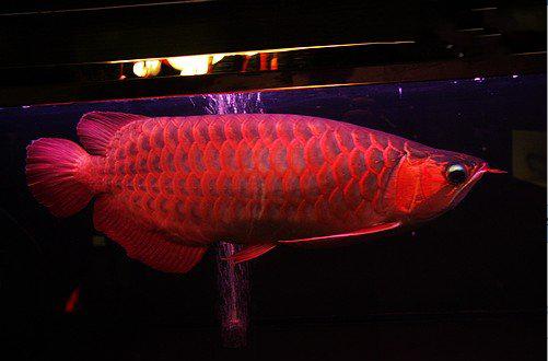 红龙鱼价格及图片:火焰尾红龙是什么品种