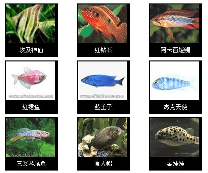 热带鱼品种大全图