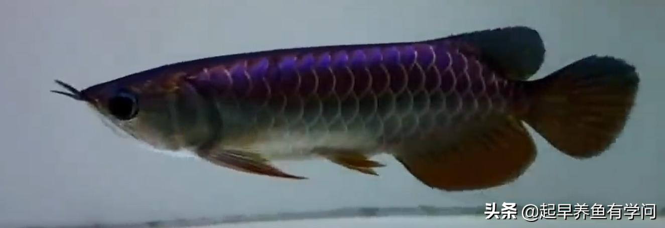 红龙成年鱼的正确饲养方法 龙鱼批发
