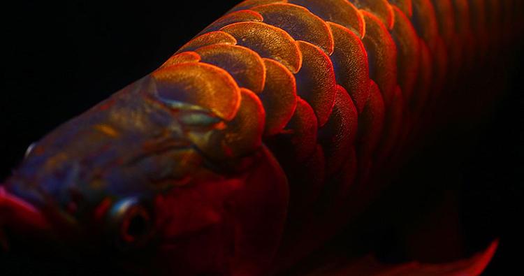 红龙鱼发色过程图解