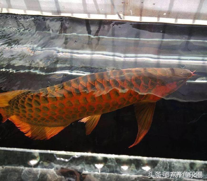 红龙配什么鱼养最好:35公分红龙搭配多少公分的虎鱼