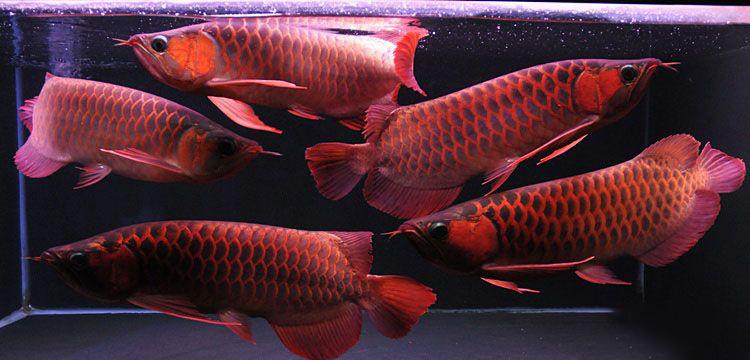 辣椒红龙适合什么鱼:请问红龙金龙号半青龙银龙怎样分辨它们
