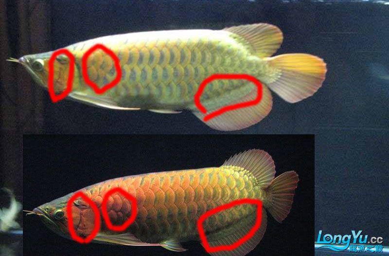 绿皮辣椒红龙鱼发色:品相一般的龙鱼后期能发色吗