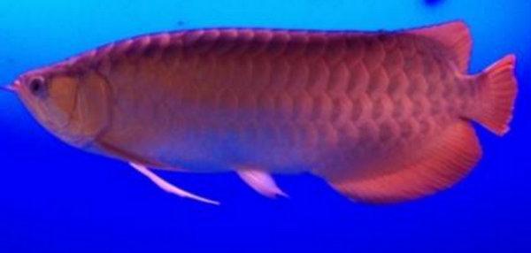 血红龙鱼寿命多长:仙塔兰姆龙鱼怎么样