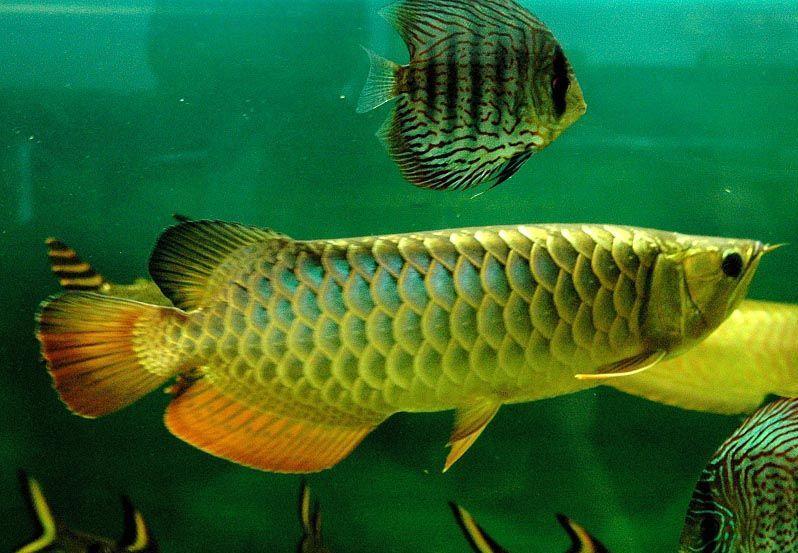 龙鱼饲养绿水处理:曼龙鱼繁殖的小鱼如何喂养