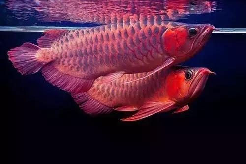 金龙红龙混养:七彩神仙鱼和血红龙鱼能混养吗 七彩神仙鱼
