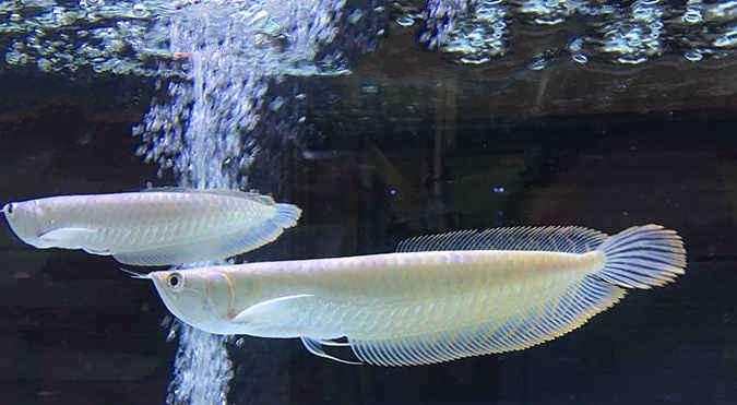 银龙鱼养几条最好:1米2鱼缸银龙鱼养几条