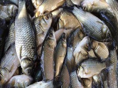 比较贵的淡水鱼:包一个100亩的鱼塘年租金30000 龙鱼批发