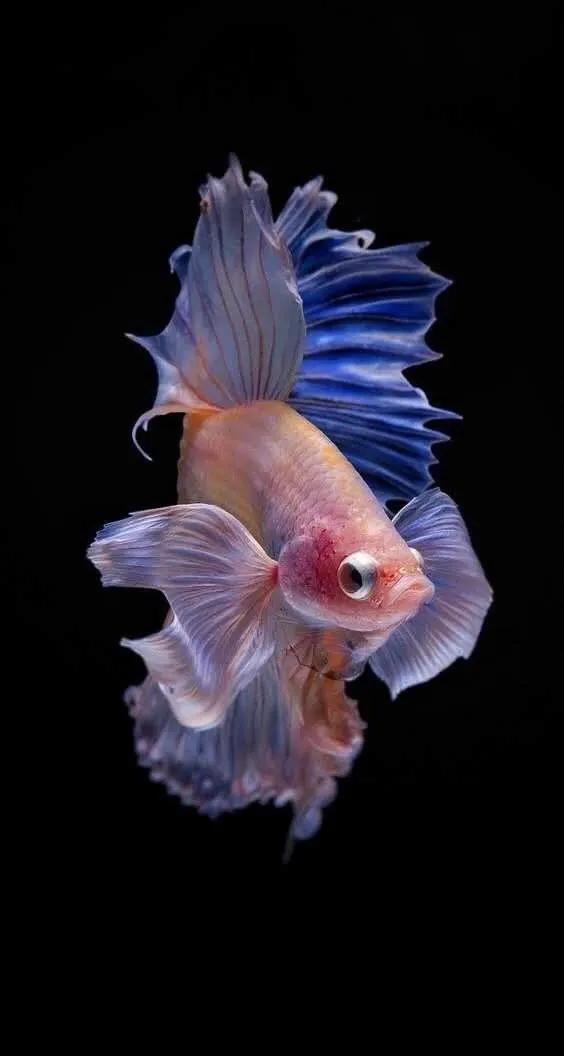 高清鱼图片:偏光镜能看见水里的鱼吗