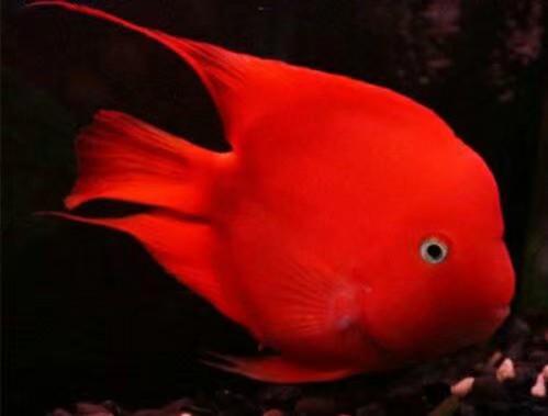 元宝鹦鹉鱼价格:领地意识强的红鹦鹉鱼怎么办
