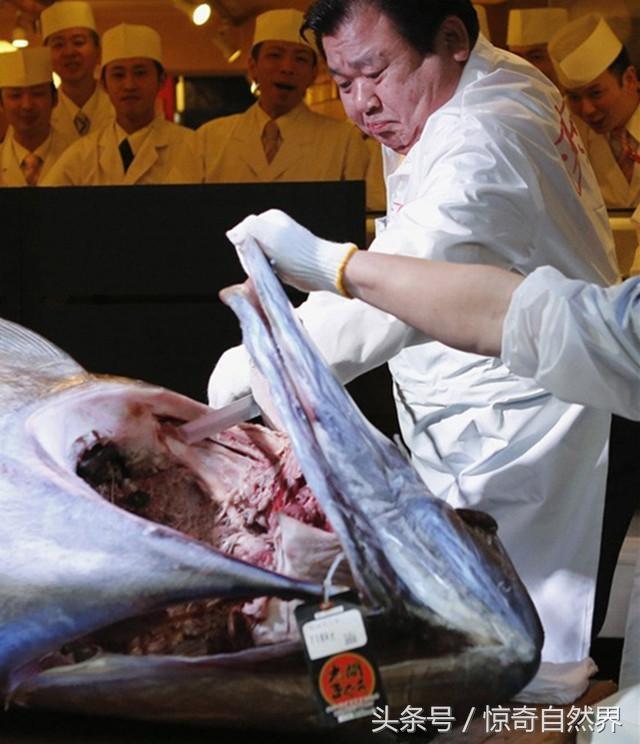 蓝鳍金枪鱼价格【太平洋什么鱼最贵】 龙鱼批发