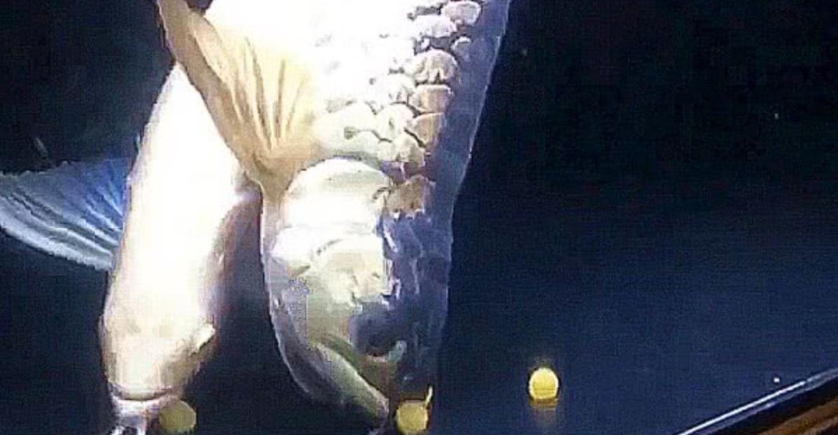 金龙鱼长什么样可以吃吗【50公分金龙鱼吃得下多大的鱼】