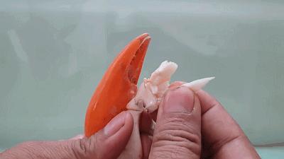 龙鱼喜欢吃什么【30厘米的龙鱼一次吃几个虾】
