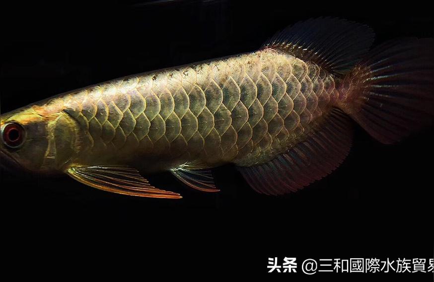 金龙鱼的图片大全【巴卡雷龙和金龙鱼哪个贵】 巴卡雷龙鱼