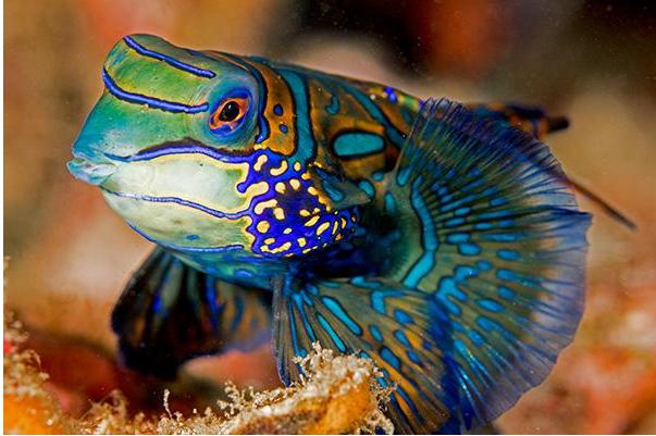 十大最好养的热带鱼排名【世界三大观赏鱼】