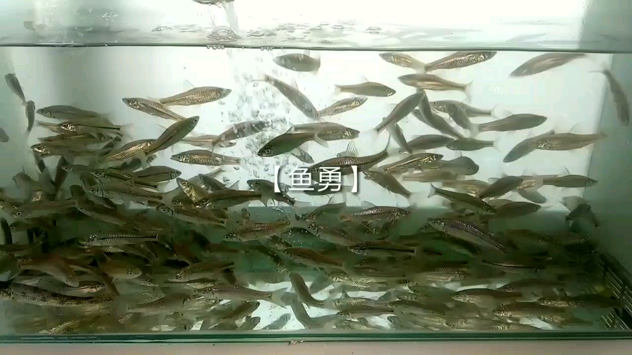 葫芦岛观赏鱼市场鱼粮