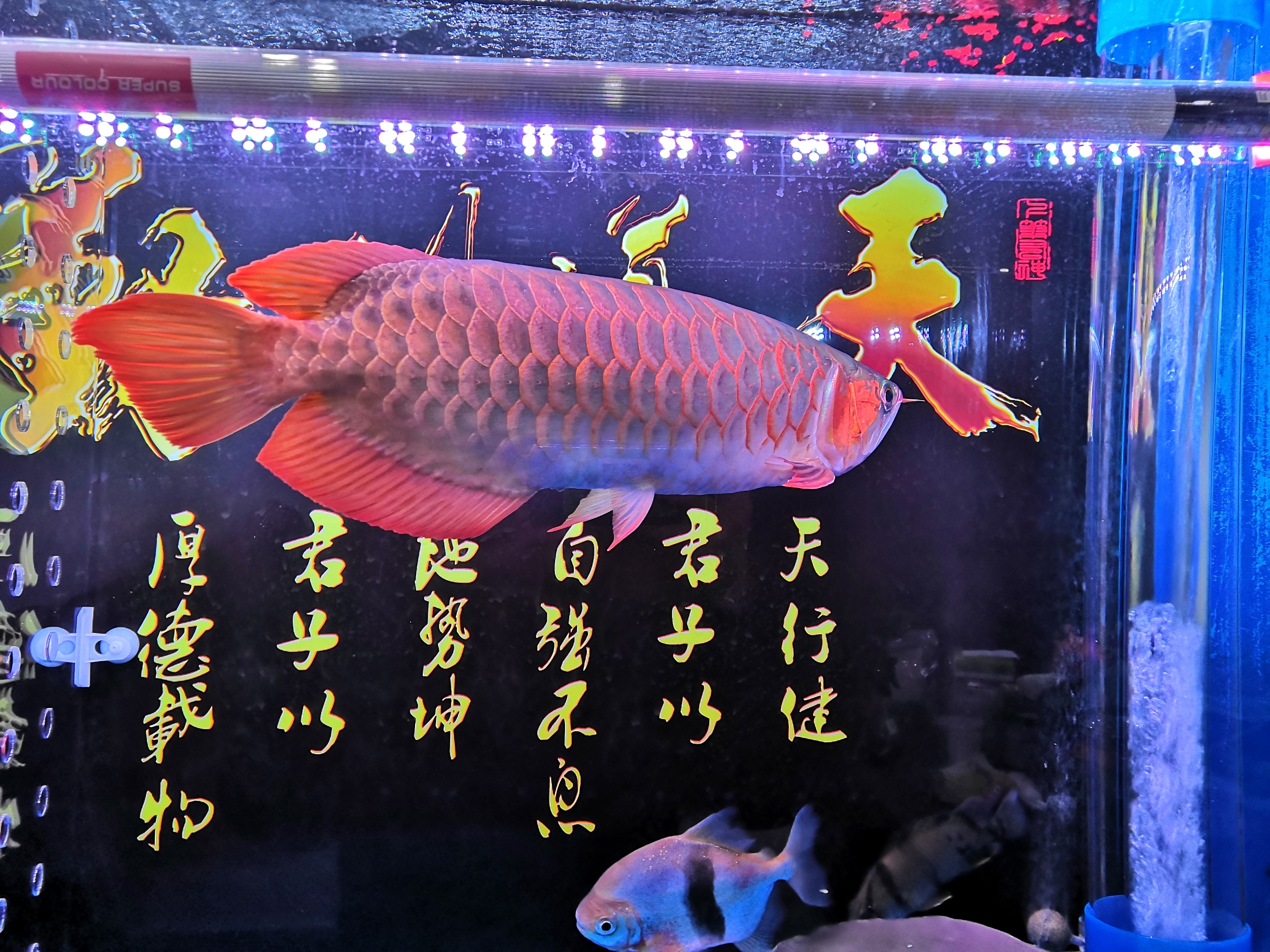 我家的红龙鱼长大了 玫瑰银版鱼 第1张
