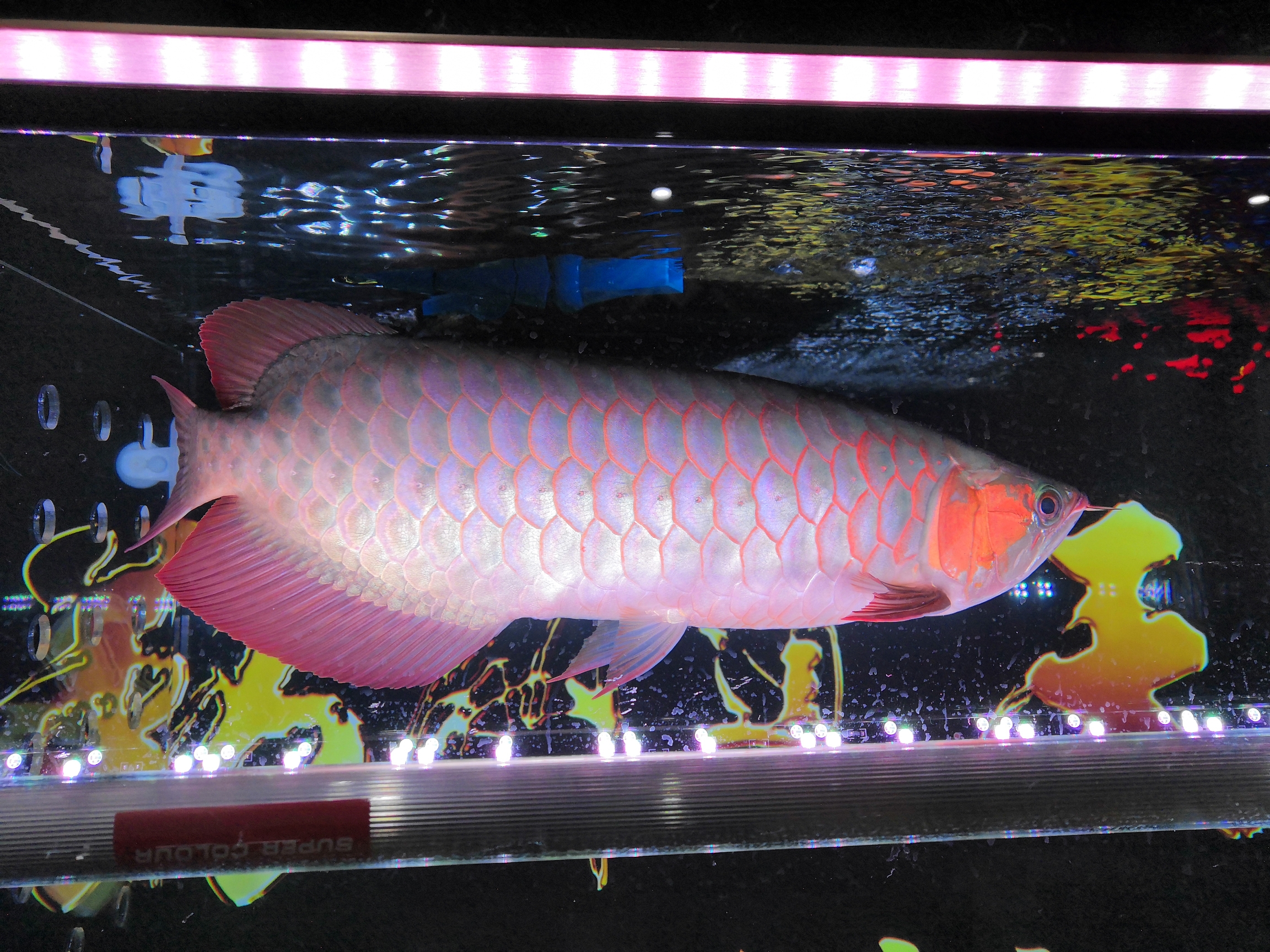 我家的红龙鱼长大了 玫瑰银版鱼 第5张