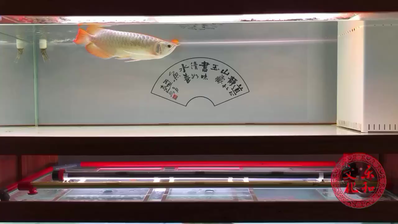 大庆水族馆还是喂泥鳅