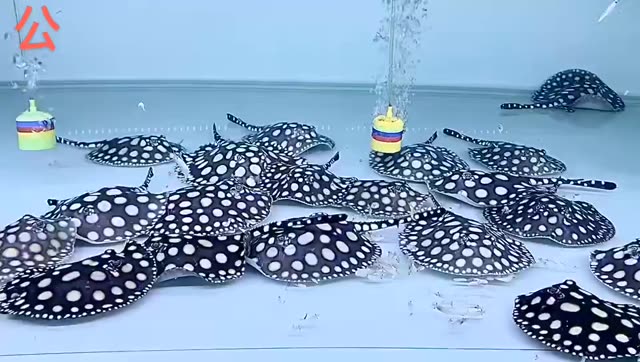 葫芦岛水族馆来来来量产啦 绿皮皇冠豹鱼 第2张